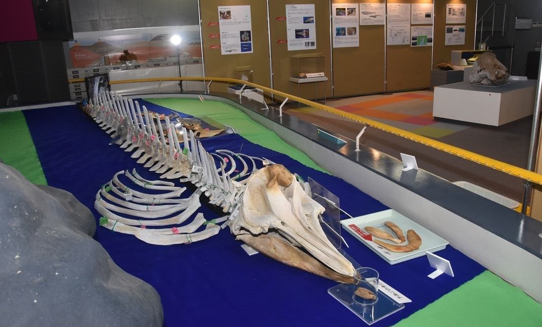 海獣の骨 豊橋に「カイジュウ」現る！ クジラの頭骨など展示 自然史博物館 [愛知