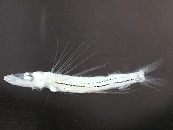 福井篤教授が113年ぶりに世界で２個体目の深海魚を確認しました