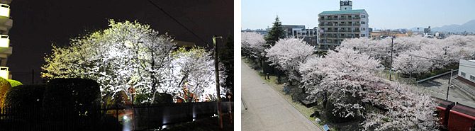 ACOTがグリーンエネルギーで構内の桜をライトアップしました