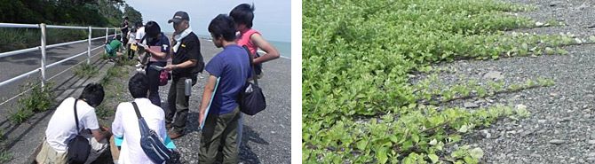 三保海岸で植物の分布調査を実施しました