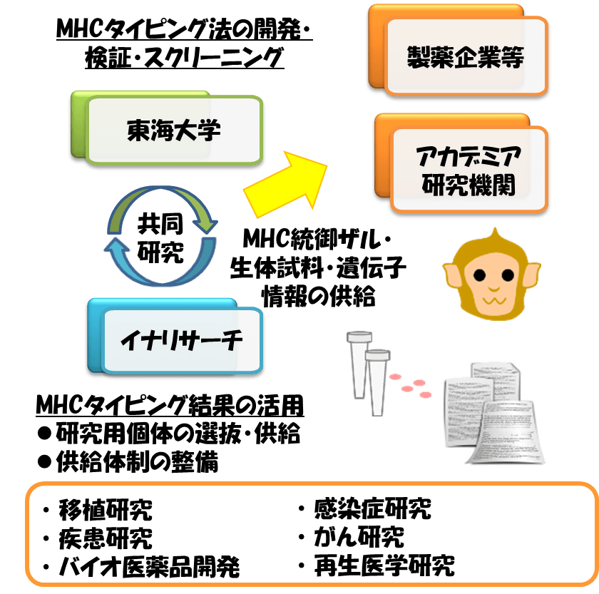 カニクイザルＭＨＣ遺伝子解析の図式