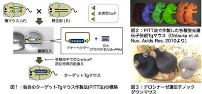 トランスジェニック（Tg）マウスの新規作成法の図式