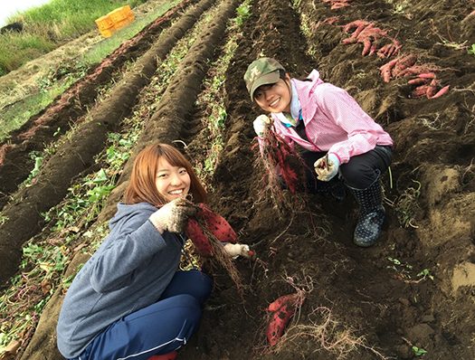 短期芋.jpg