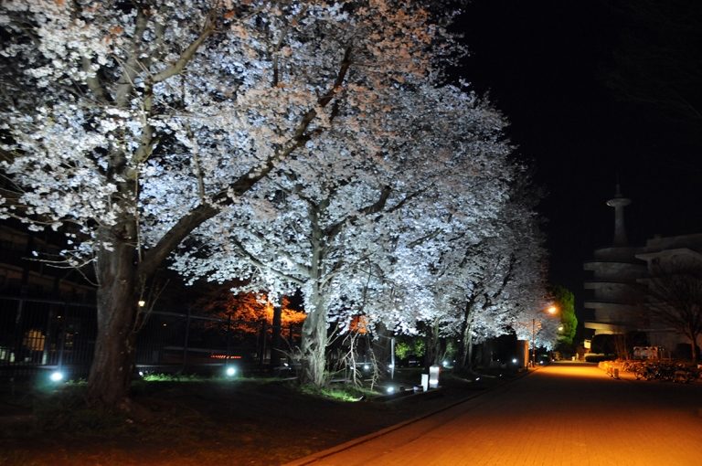 夜桜ライトアップ (1)_525.jpg