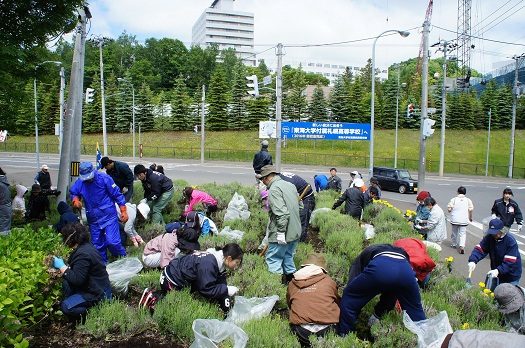 花壇の除草・植栽作業ボランティア02.JPG