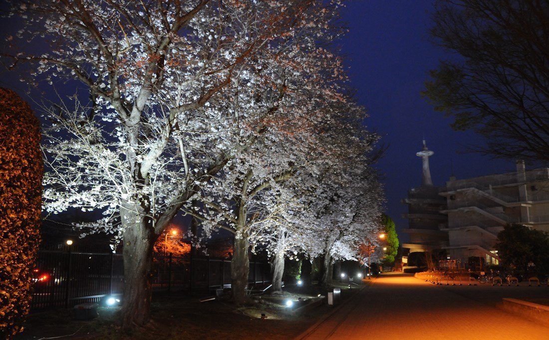ACOT_夜桜ライトアップ (1)_1100.jpg