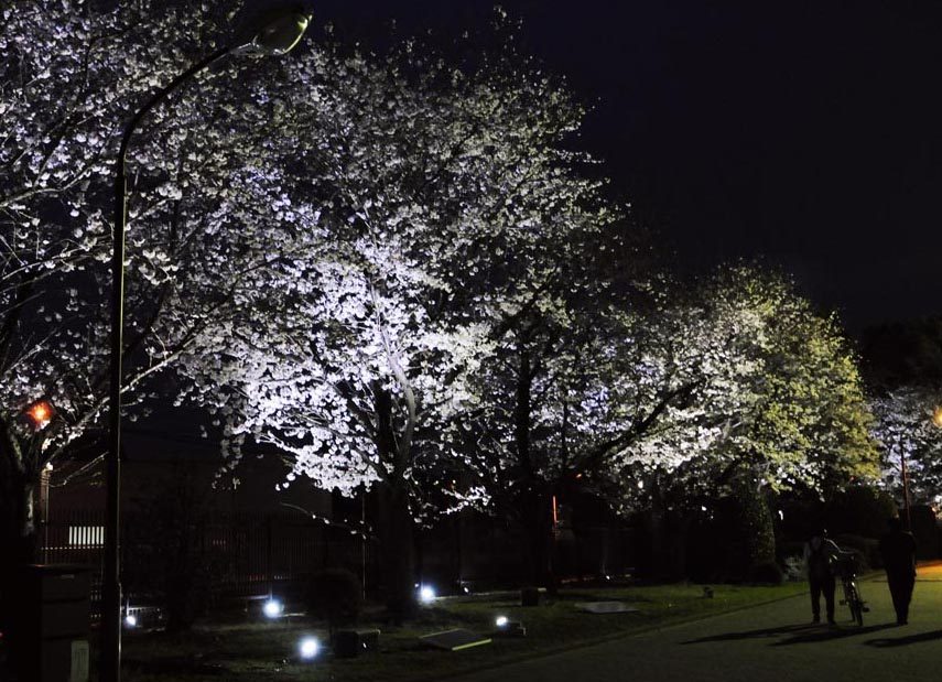 ・チャレｈｐ報告「夜桜ライトアップ」01.jpg