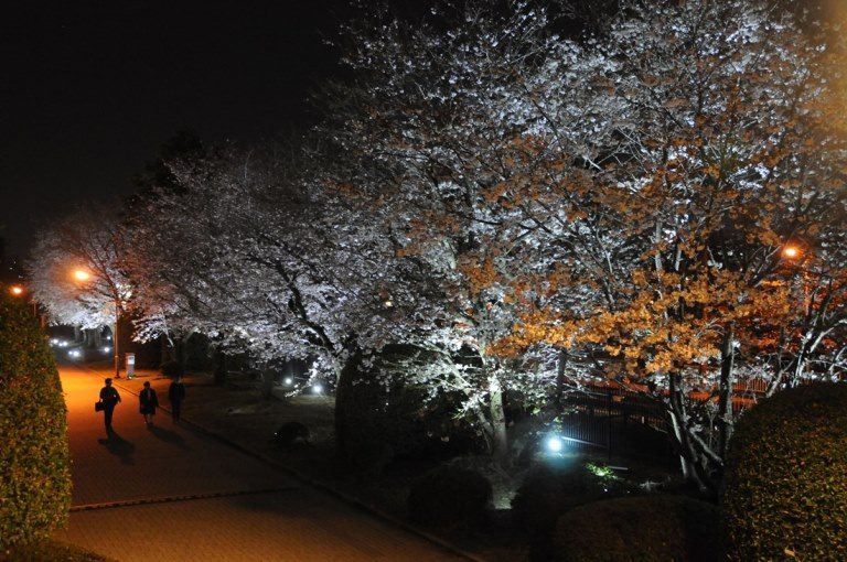 ACOT_夜桜ライトアップ (2)_525.jpg