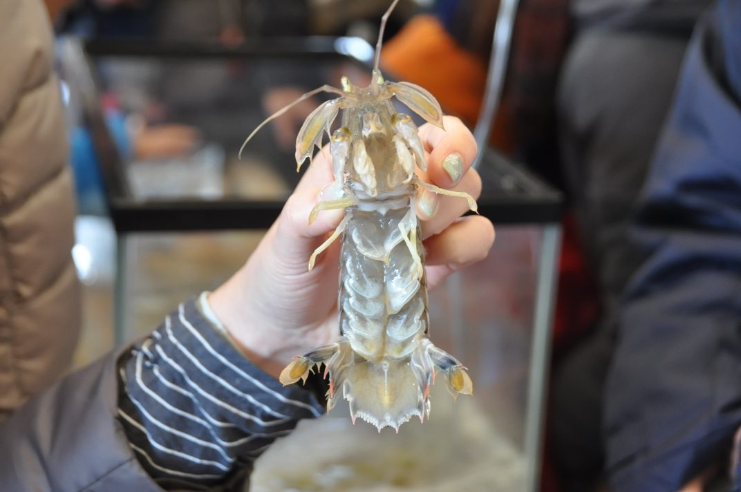 小樽しゃこ祭でシャコのタッチプールや生態についての説明などを行いました キャンパスニュース 東海大学 Tokai University