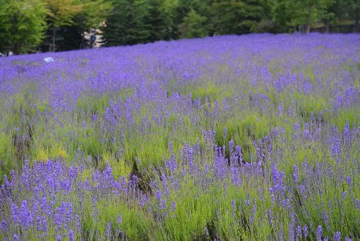 DSC_1152-1_341.jpg