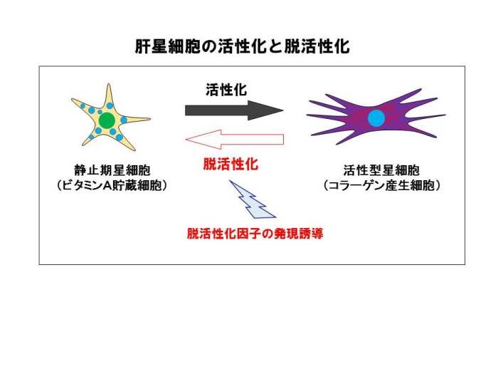 稲垣先生研究1_525.jpg