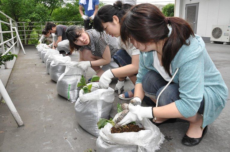 イモの苗植え2_525.jpg