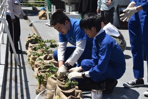 サツマイモ苗植え (3)_341.jpg