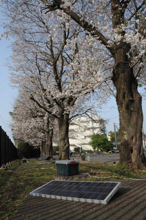 ACOT_夜桜ライトアップ (3)_525.jpg