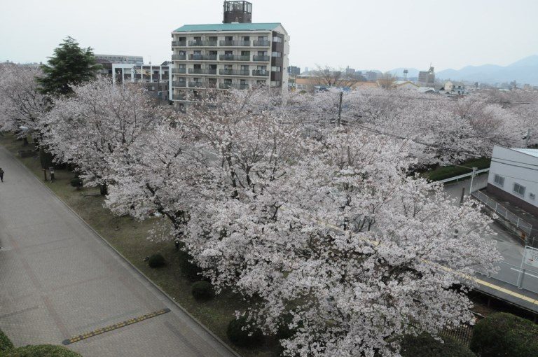 ACOT_夜桜ライトアップ (4)_525.jpg