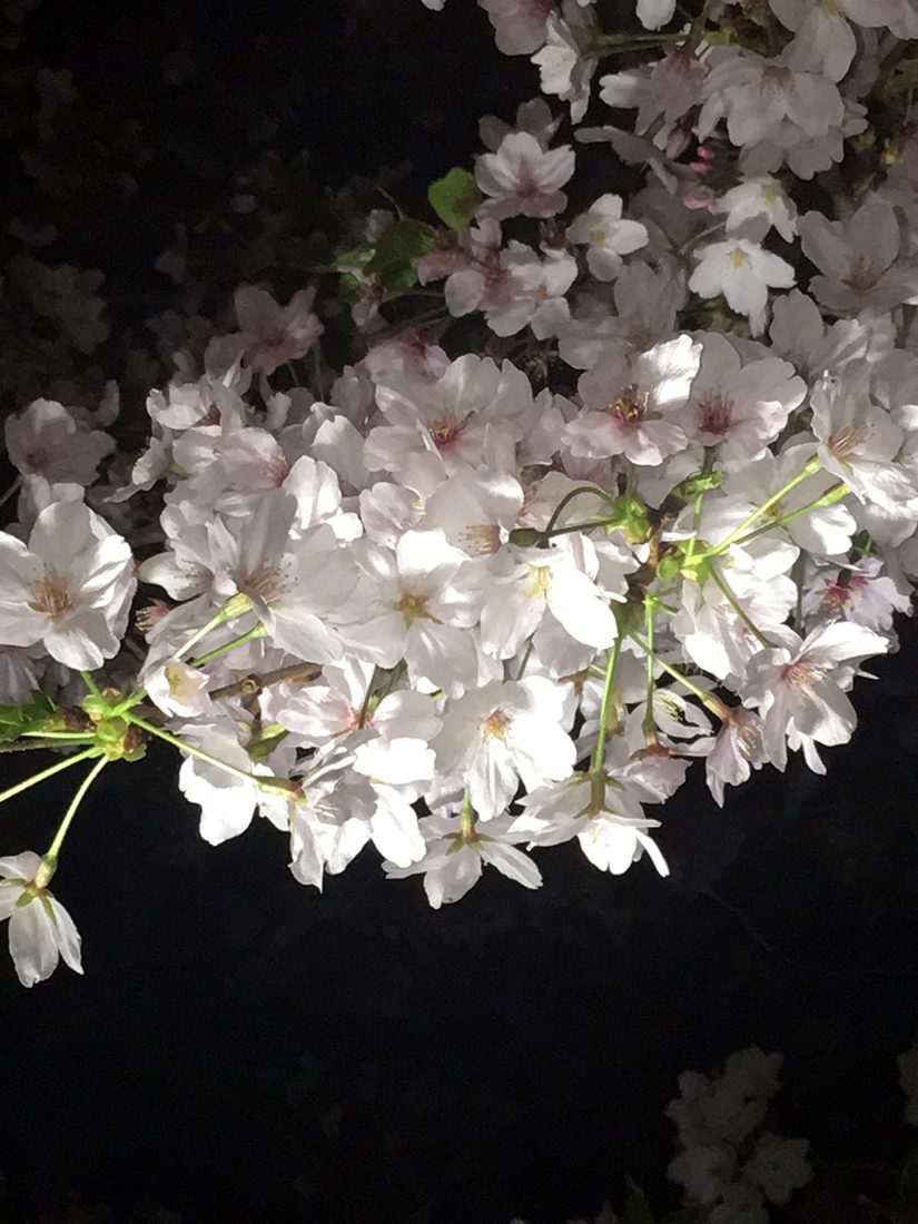 sakura (4).jpg