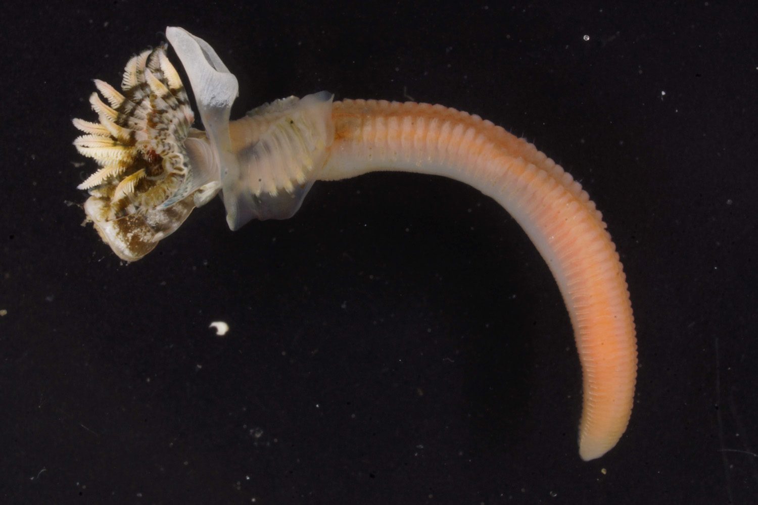 小動物　最新　外科学大系　循環器系 1 海洋生物学科の田中准教授が参加する研究グループが新種のゴカイ