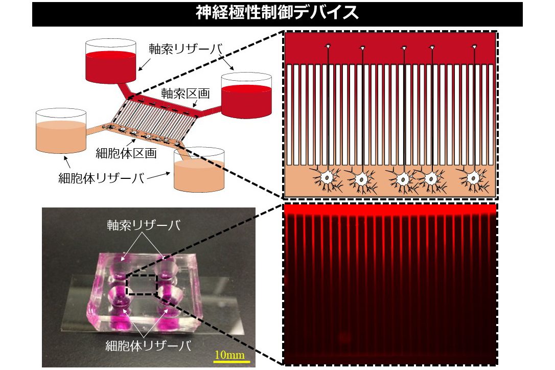 AMED橋渡し研究525.jpg
