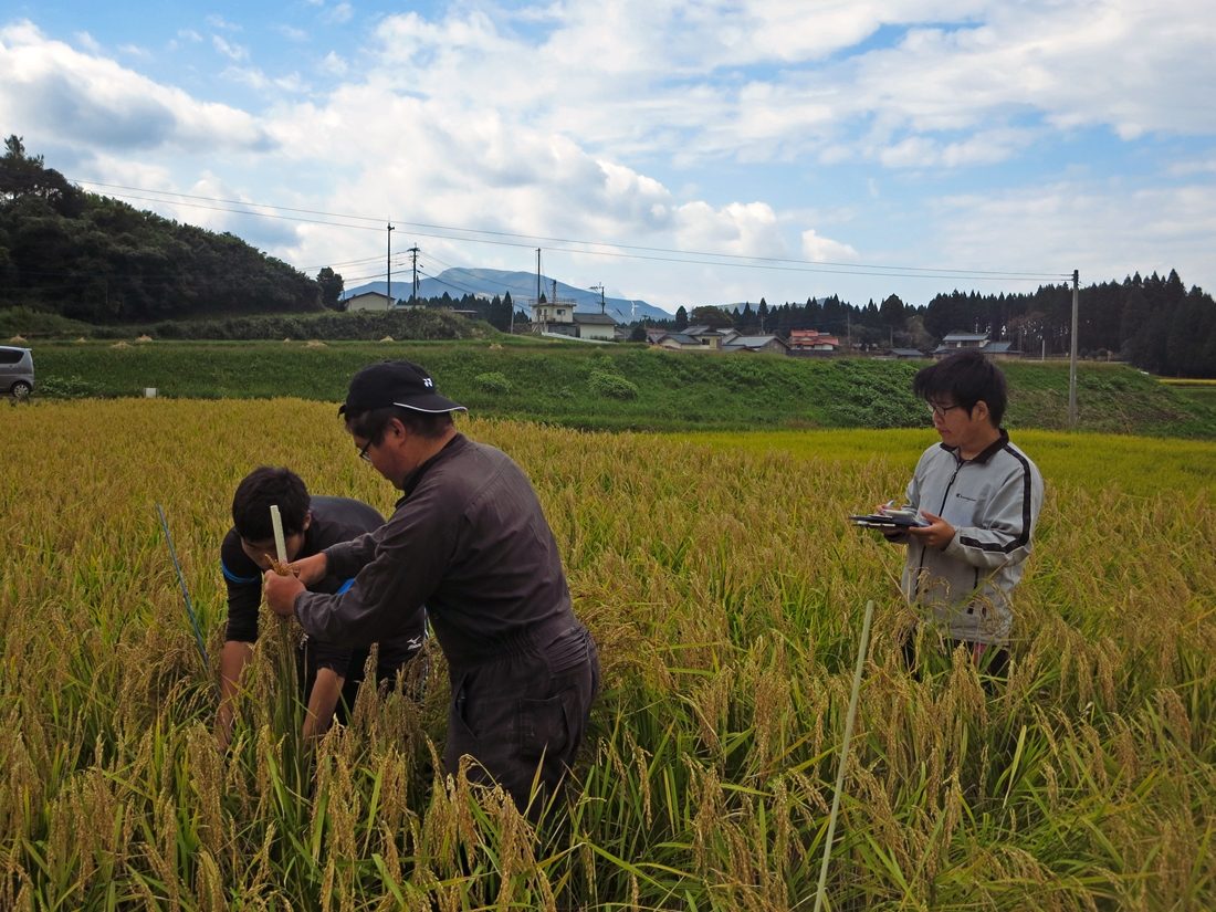 農ｈｐ報「山田錦栽培研究」 (5).jpg
