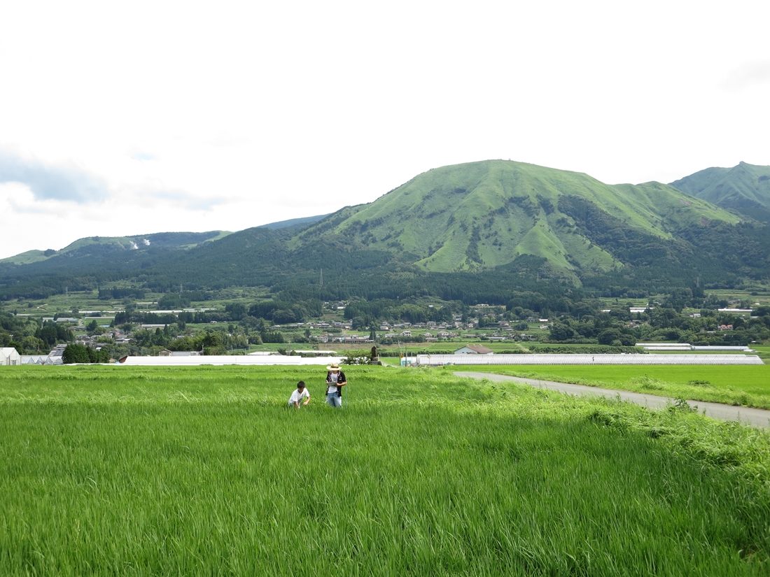 農ｈｐ報「山田錦栽培研究」 (4).jpg