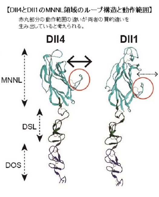 穂積先生2.jpg_525.jpg