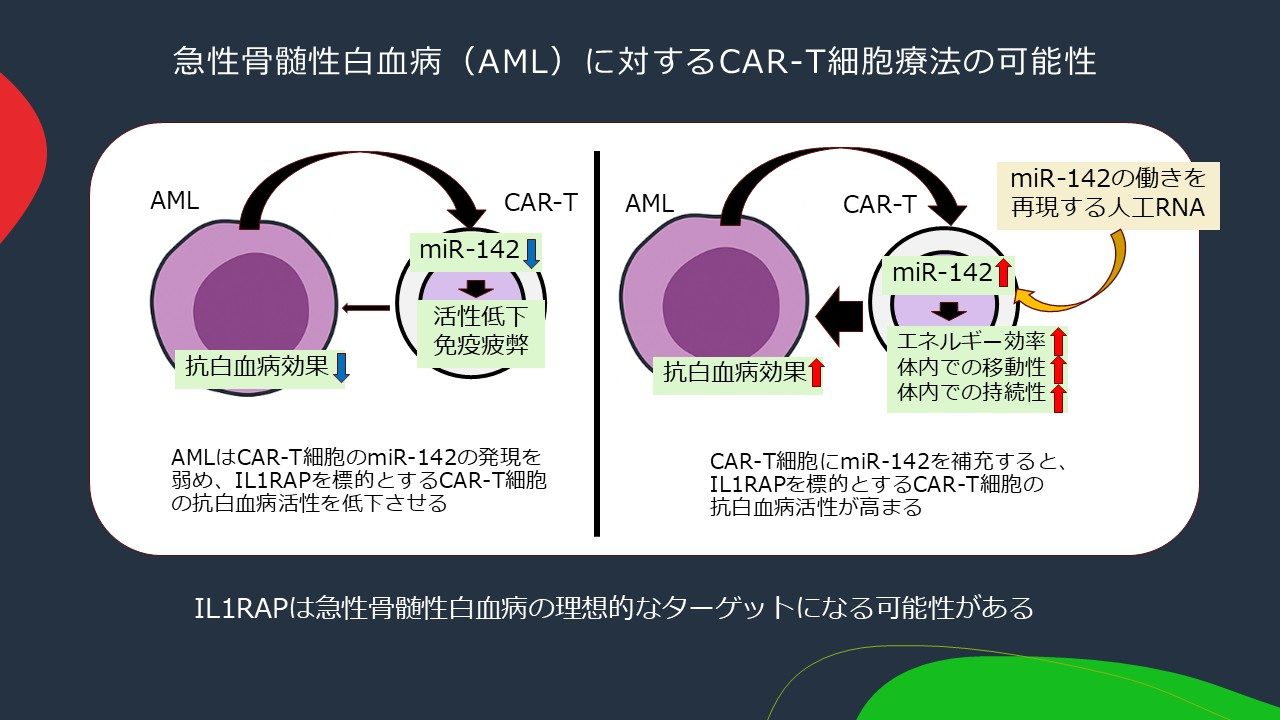 医学部医学科の原田助教らによる急性骨髄性白血病CAR-T細胞療法に関する研究成果が『Journal of Hematology ...