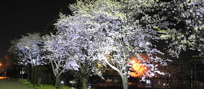 ACOTがグリーンエネルギーで構内の桜をライトアップしました