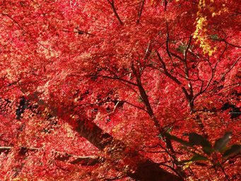 PC100019_341.jpg