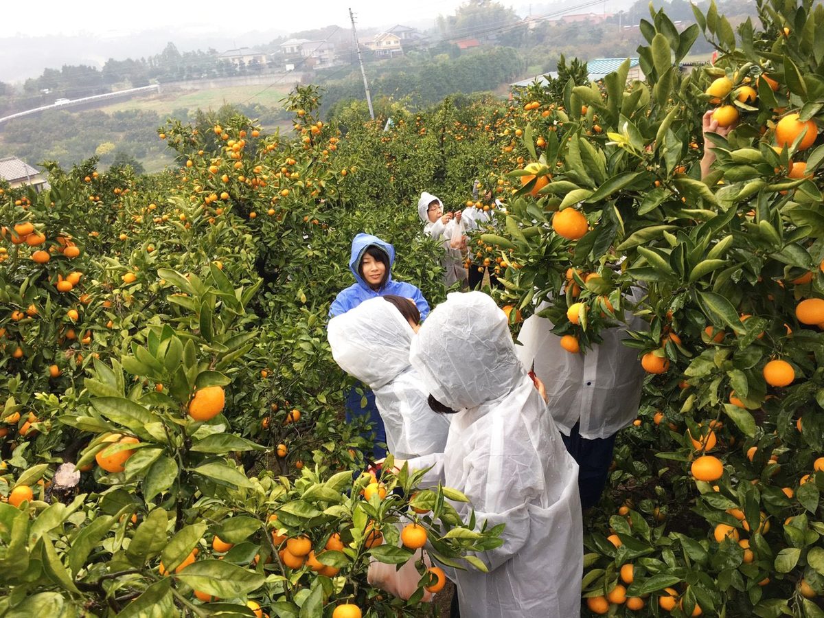 学生企画ツアー 心も身体も美しく 果物狩り 料理教室 秋の味覚健康ツアー を催行しました ニュース 観光学部 東海大学 Tokai University