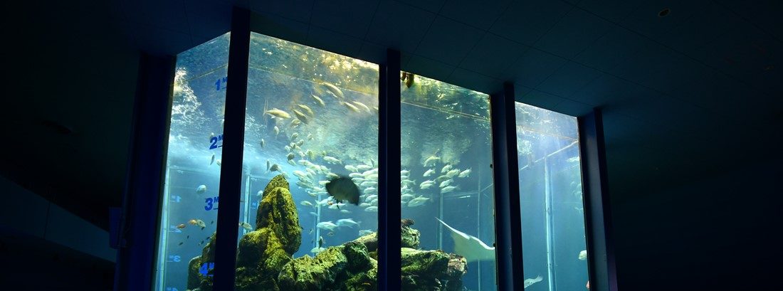 海洋科学博物館が開館50周年を迎えました ニュース 海洋学部 東海大学 Tokai University 海洋科学博物館が開館50周年を迎えました ニュース 海洋学部 東海大学 Tokai University