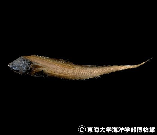 日本初記録の深海魚に「オオリンフクメンイタチウオ」と命名、標本の