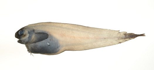 スルガノオニビ発見.jpg_525.jpg