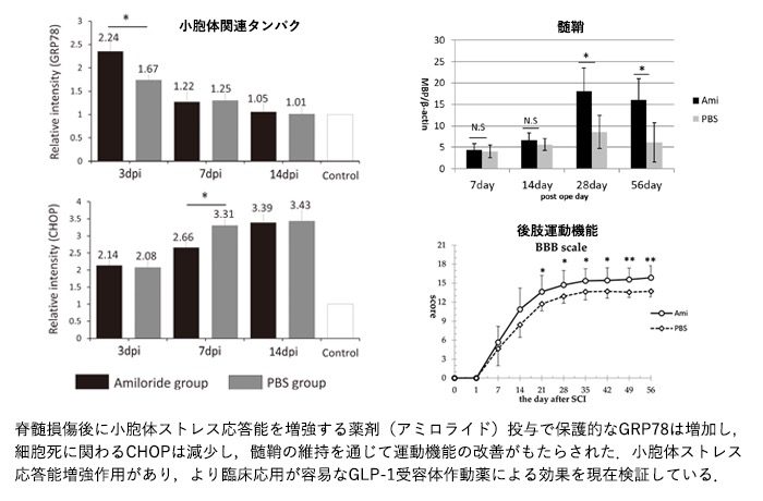 脊髄損傷に対するグルカゴン用ペプチド-1受容体作動薬の治療効果