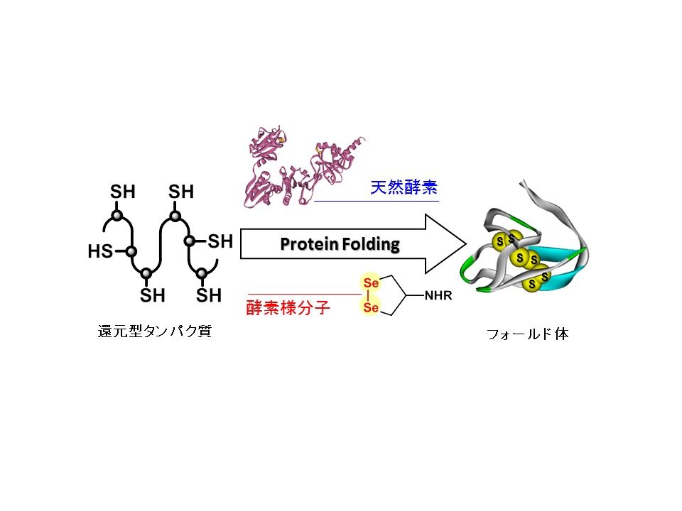 人工の有機化合物を用いた生体酸化還元反応の制御