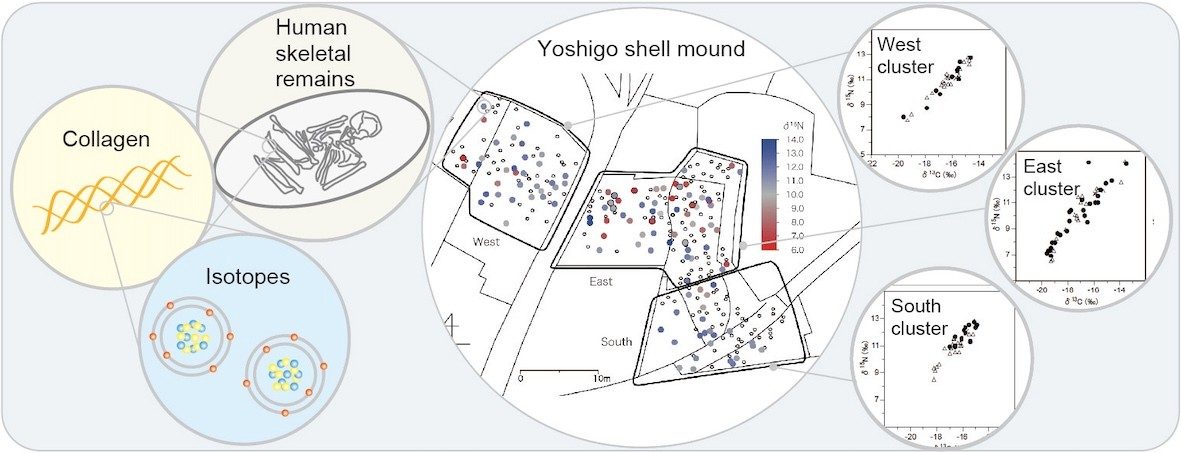 炭素・窒素安定同位体を用いた縄文人の食性の復元