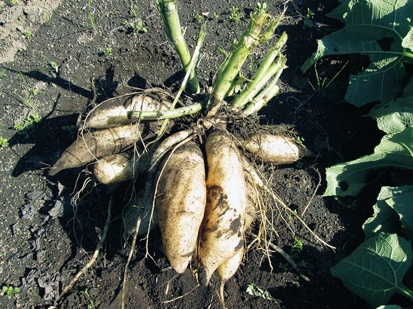植物由来の天然物機能性分子の探索と評価