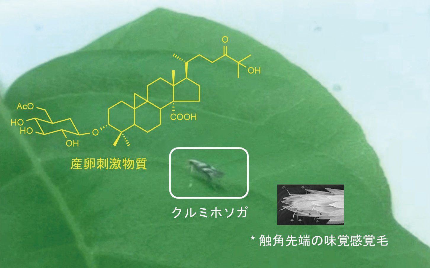 多様な生物の環境適応を化学の視点でひもとく