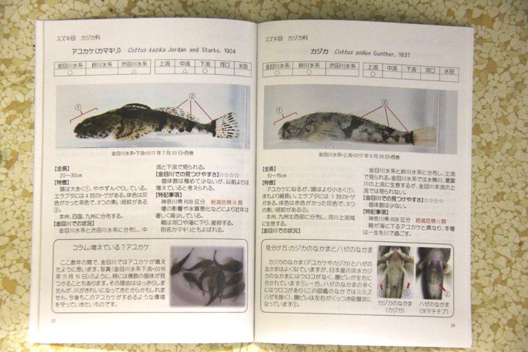 金目川の魚の図鑑 (2)_525.jpg