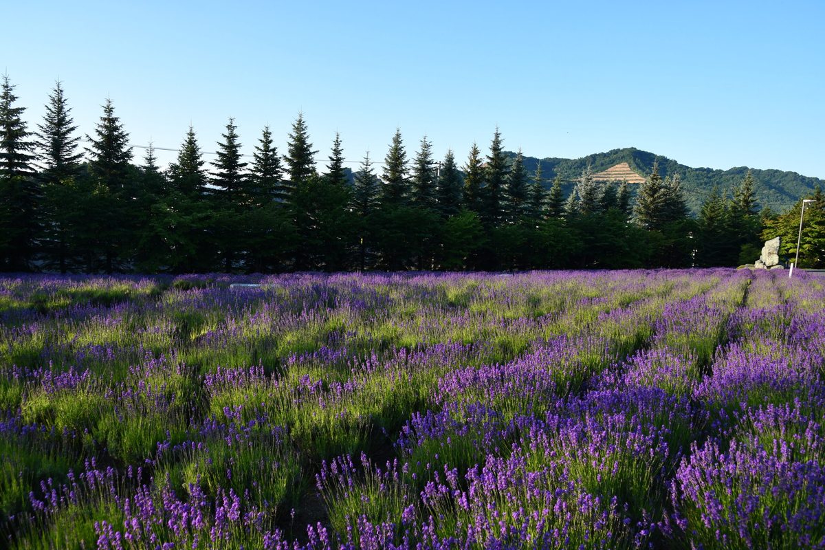 ラベンダー畑 一般公開中止のお知らせ 東海大学 Tokai University ラベンダー畑 一般公開中止のお知らせ 東海大学 Tokai University