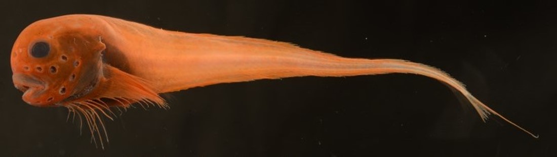 駿河湾で新種の深海魚 オナガインキウオ を発見しました ニュース 海洋学部 東海大学 Tokai University