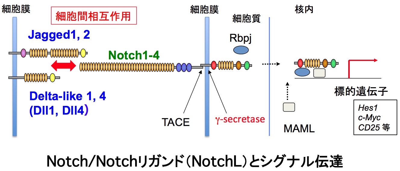 T細胞の分化および機能発現制御の分子的理解