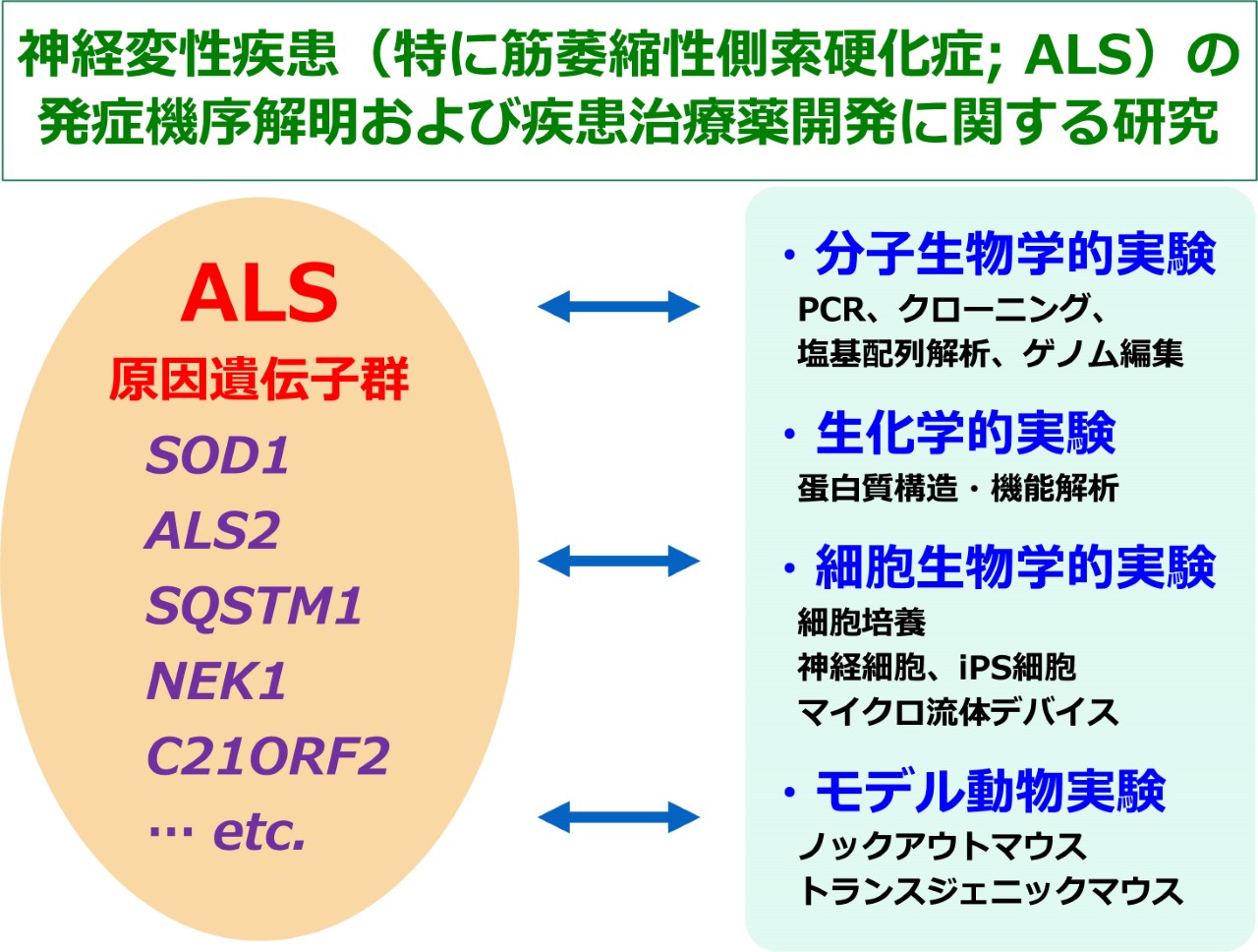 神経変性疾患の発症機序及び治療法・治療薬開発に関する研究