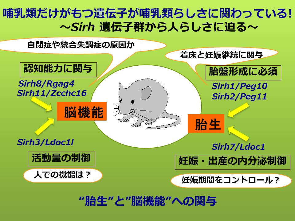 哺乳類における獲得遺伝子の発見とその機能解明