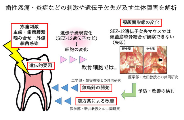 22q11.2欠失症候群の顎顔面異常に関わる分子メカニズムの解明