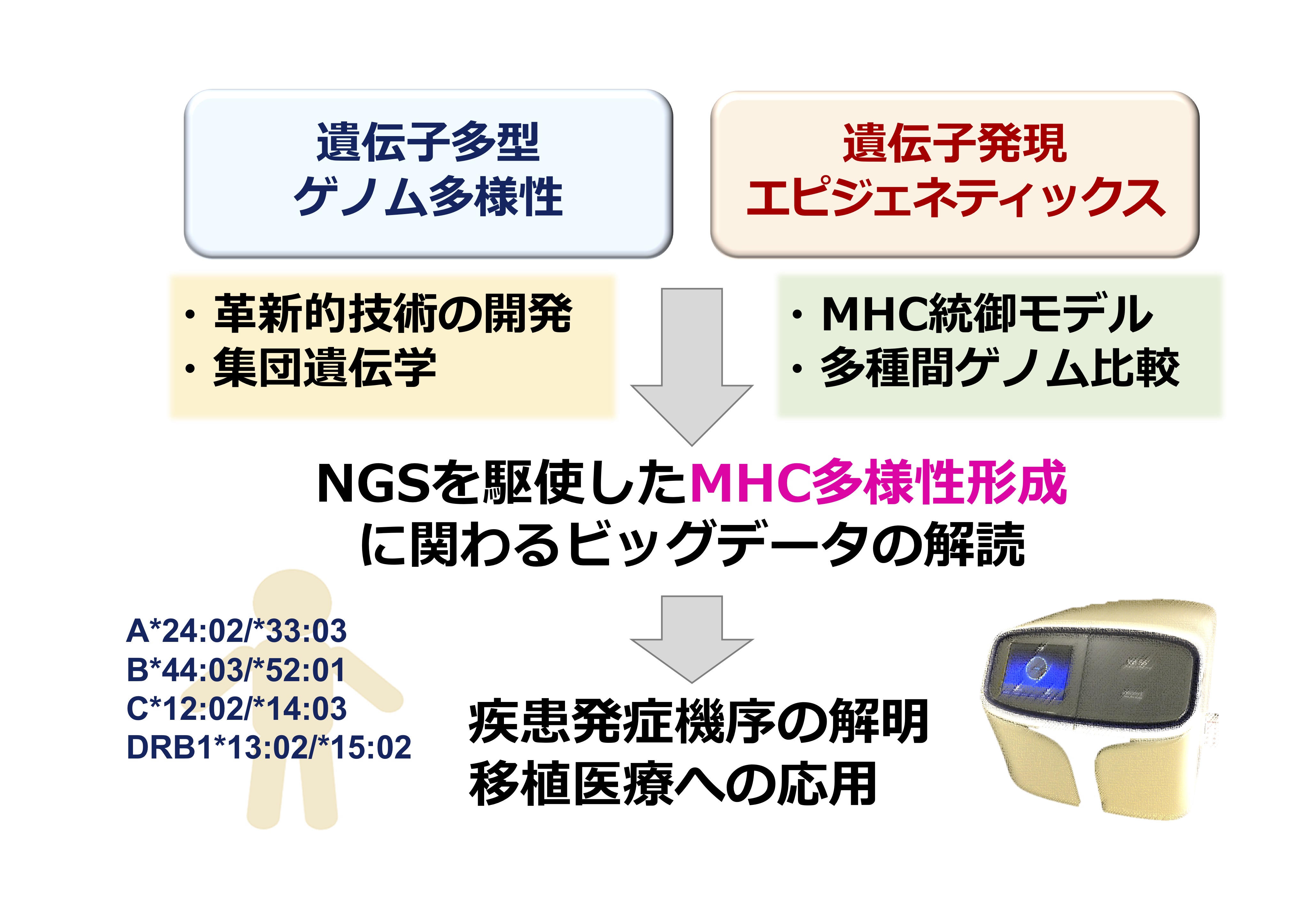 主要組織適合性複合体における遺伝的多様性生成の分子機序の解明