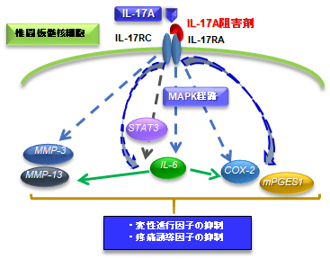 医薬分子に対する生体反応の評価