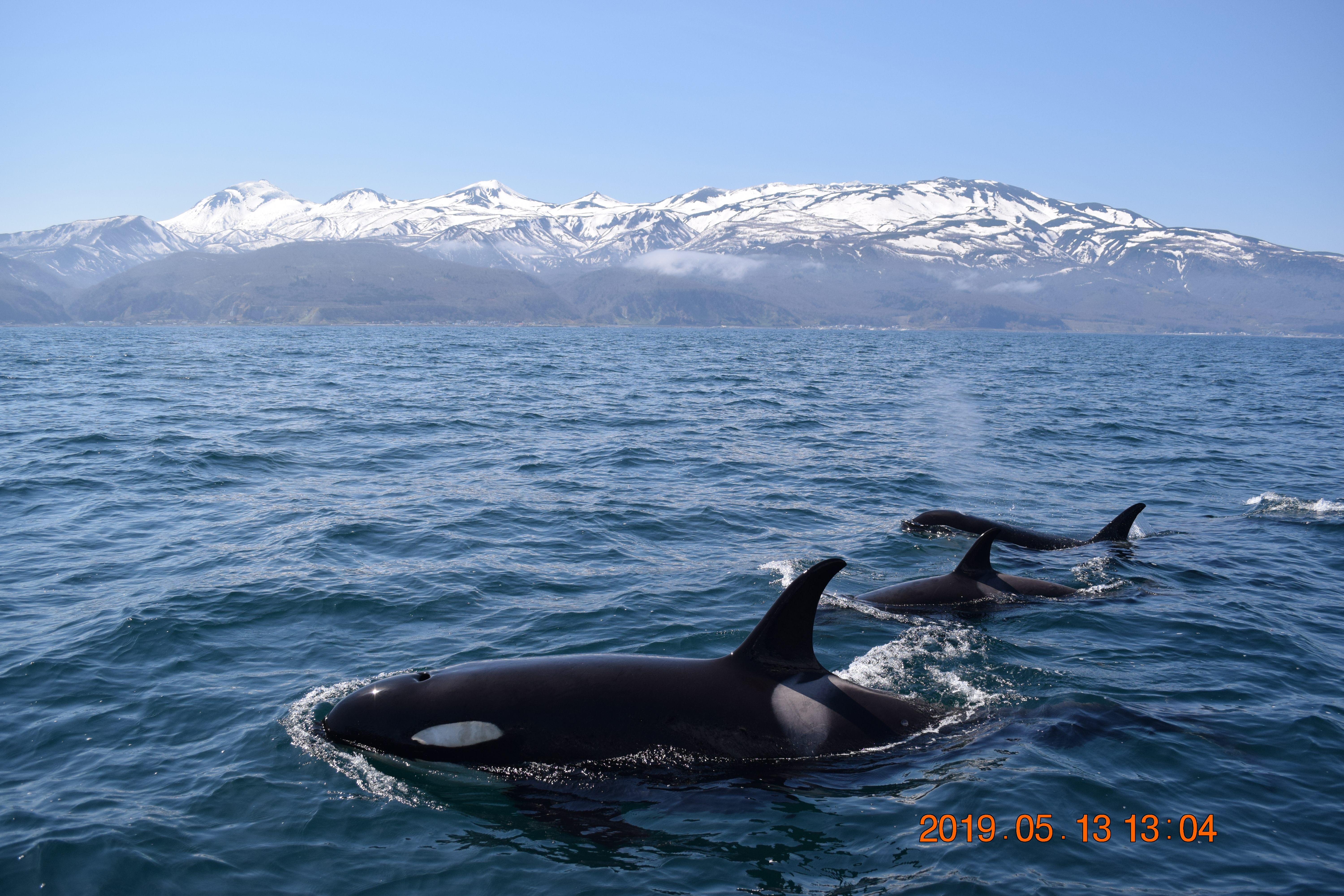 日本近海の小型鯨類の生態学的研究