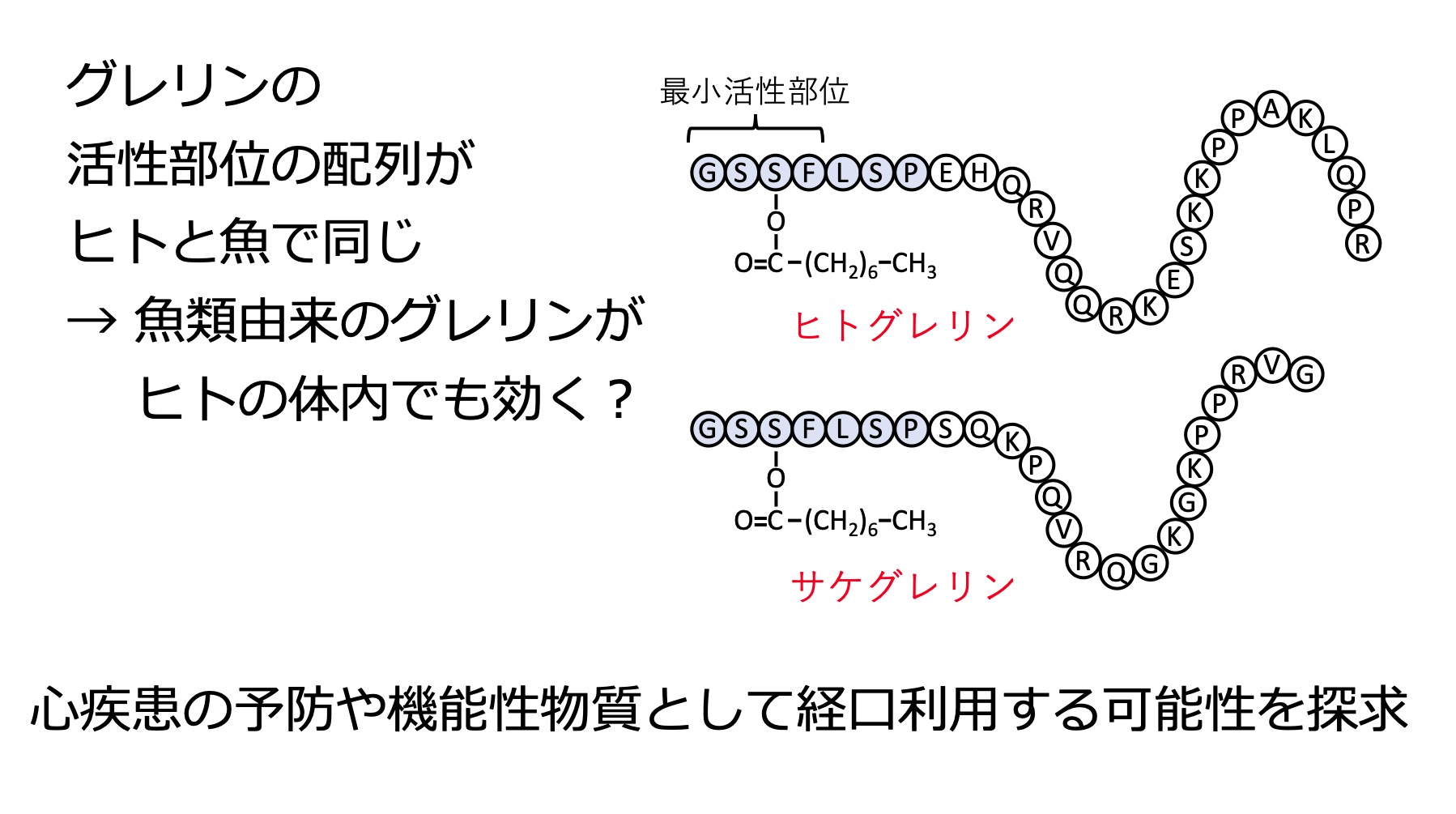 魚類の胃腸管から抽出したグレリン含有成分の有効利用方法の検討