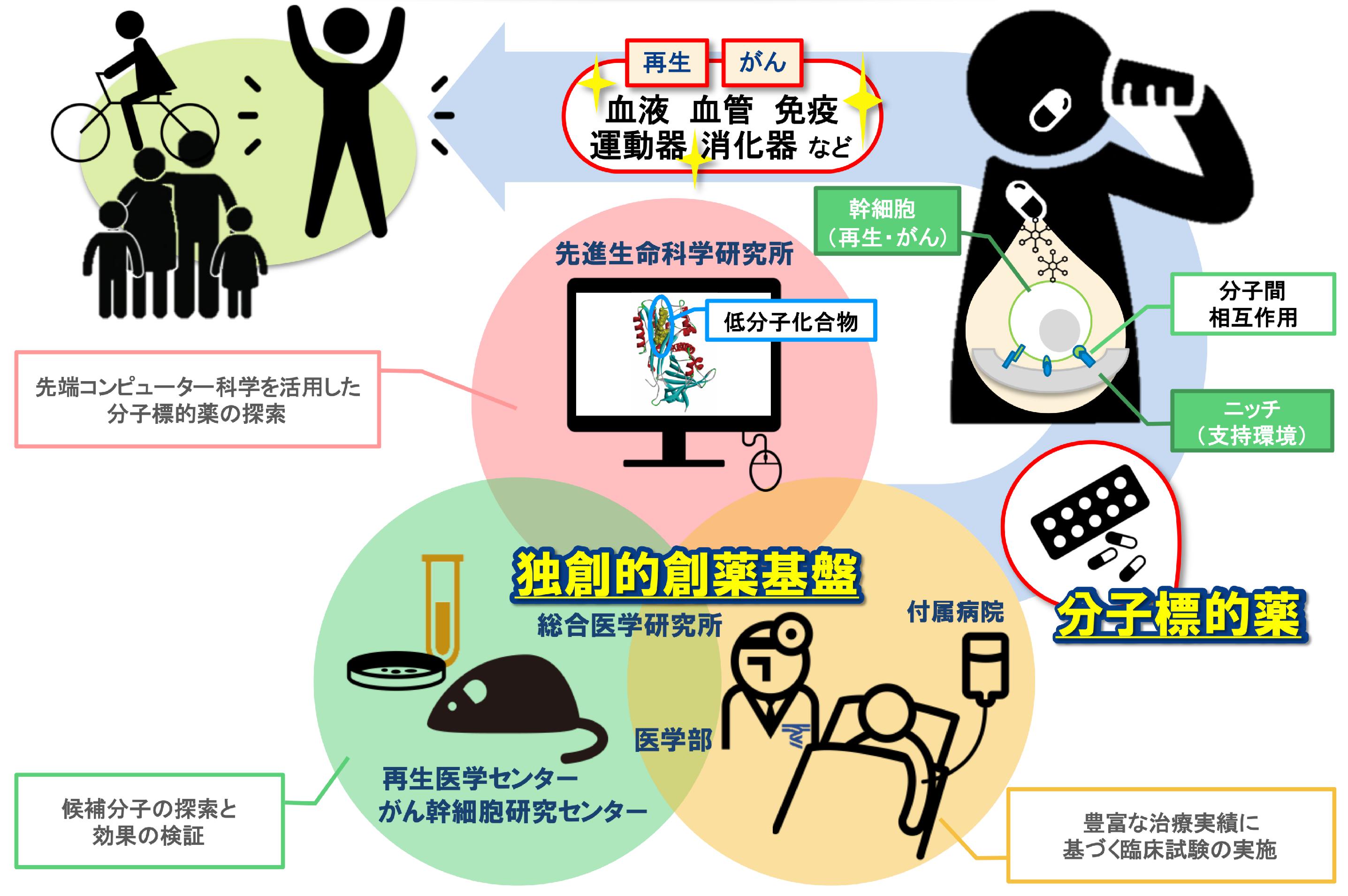 幹細胞制御機構を標的とした再生・がん治療法の開発