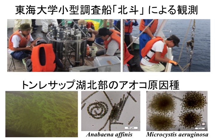 藻類の物質代謝と沿岸海域の物質循環